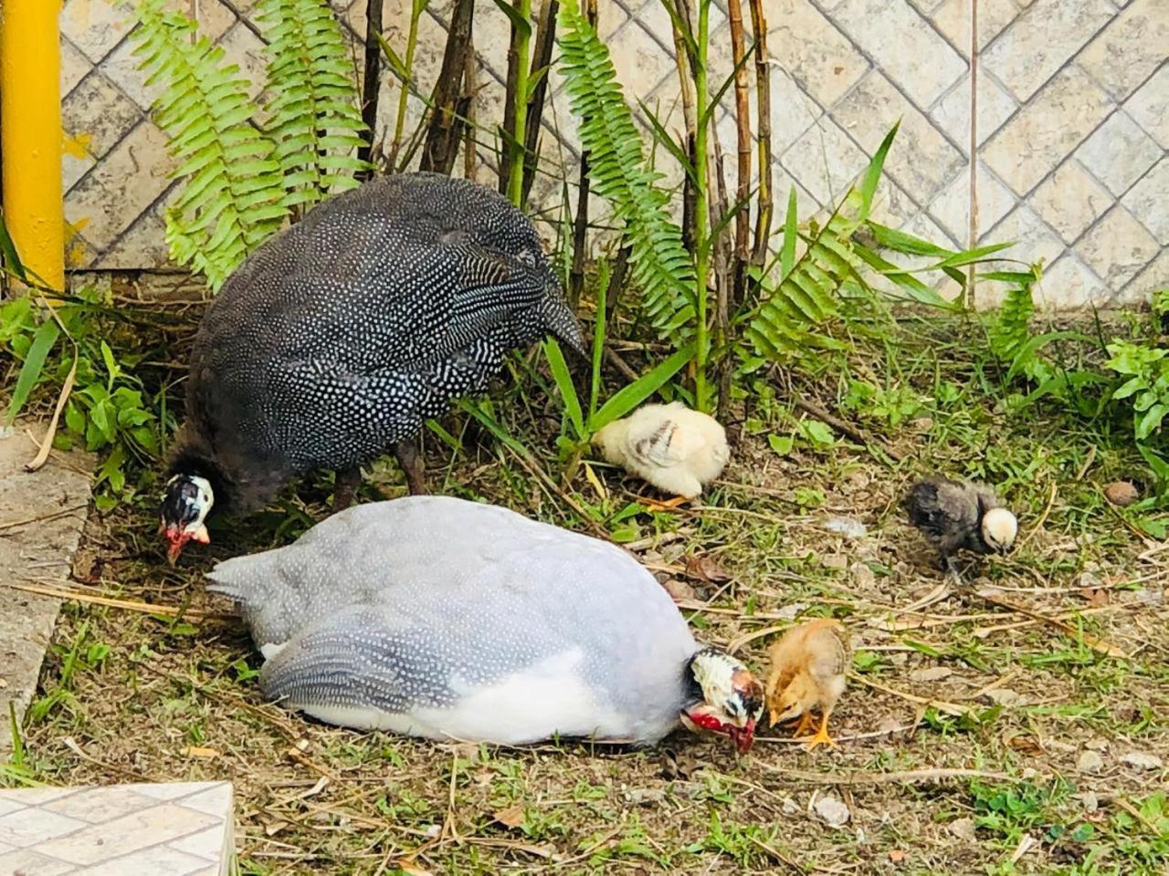 Hotel Bosques Do Massaguacu カラグァタトゥバ エクステリア 写真